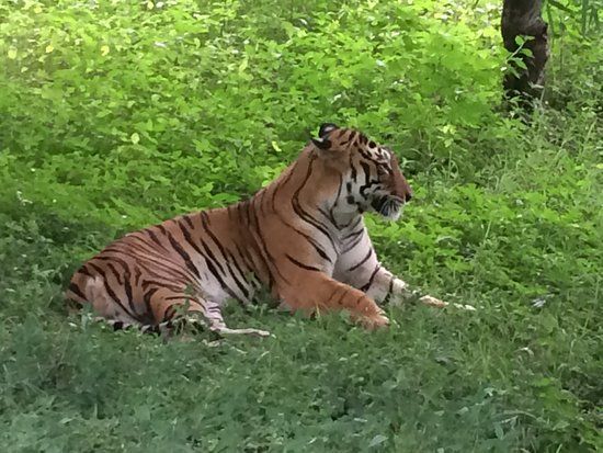 Bannerghatta National Park